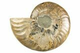 Cut & Polished Ammonite Fossil (Half) - Madagascar #310694-1